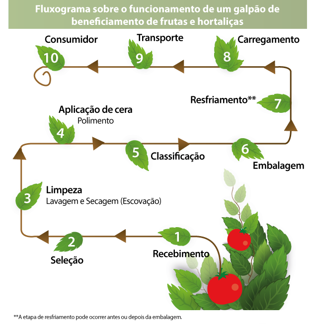 Máquina compacta voltada a pequenos produtores limpa tomate sem uso de água