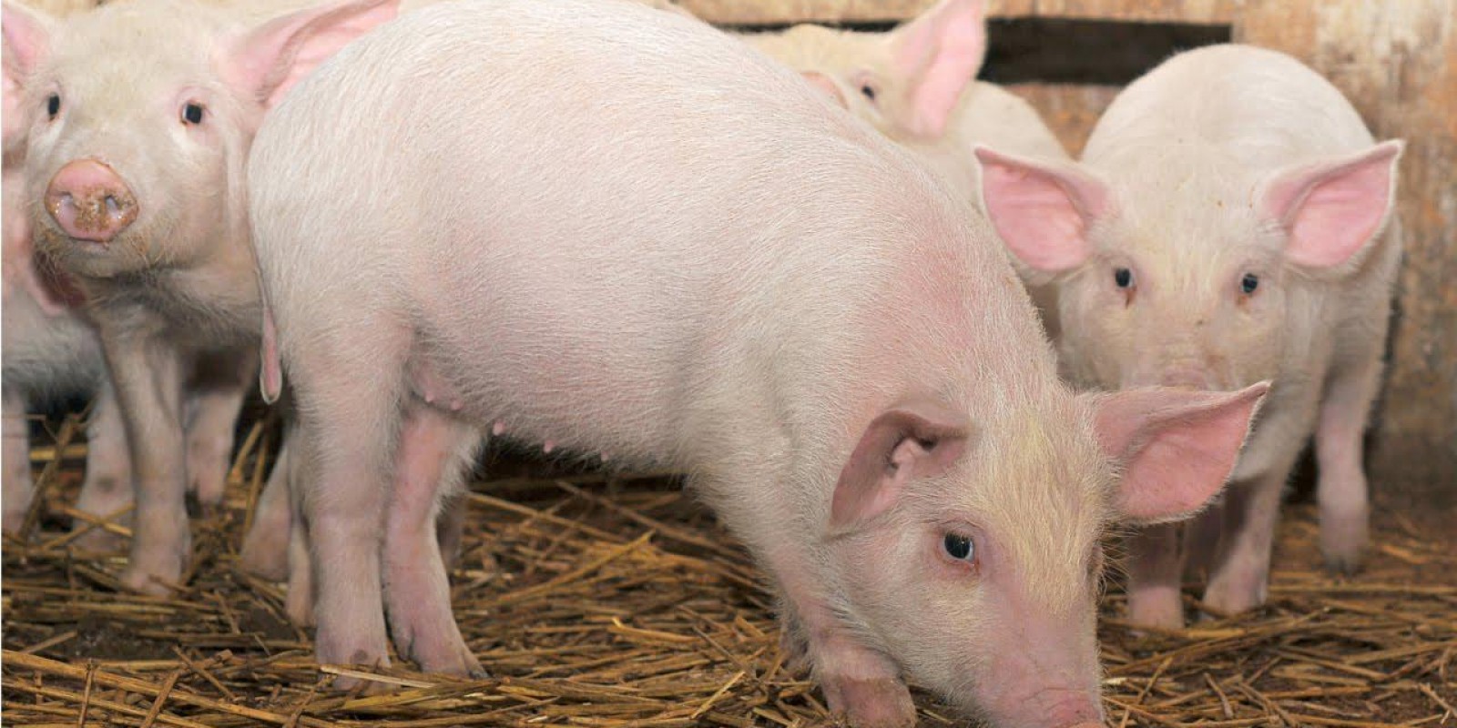 Suinocultura: preços pagos ao produtor subiram 16,33%