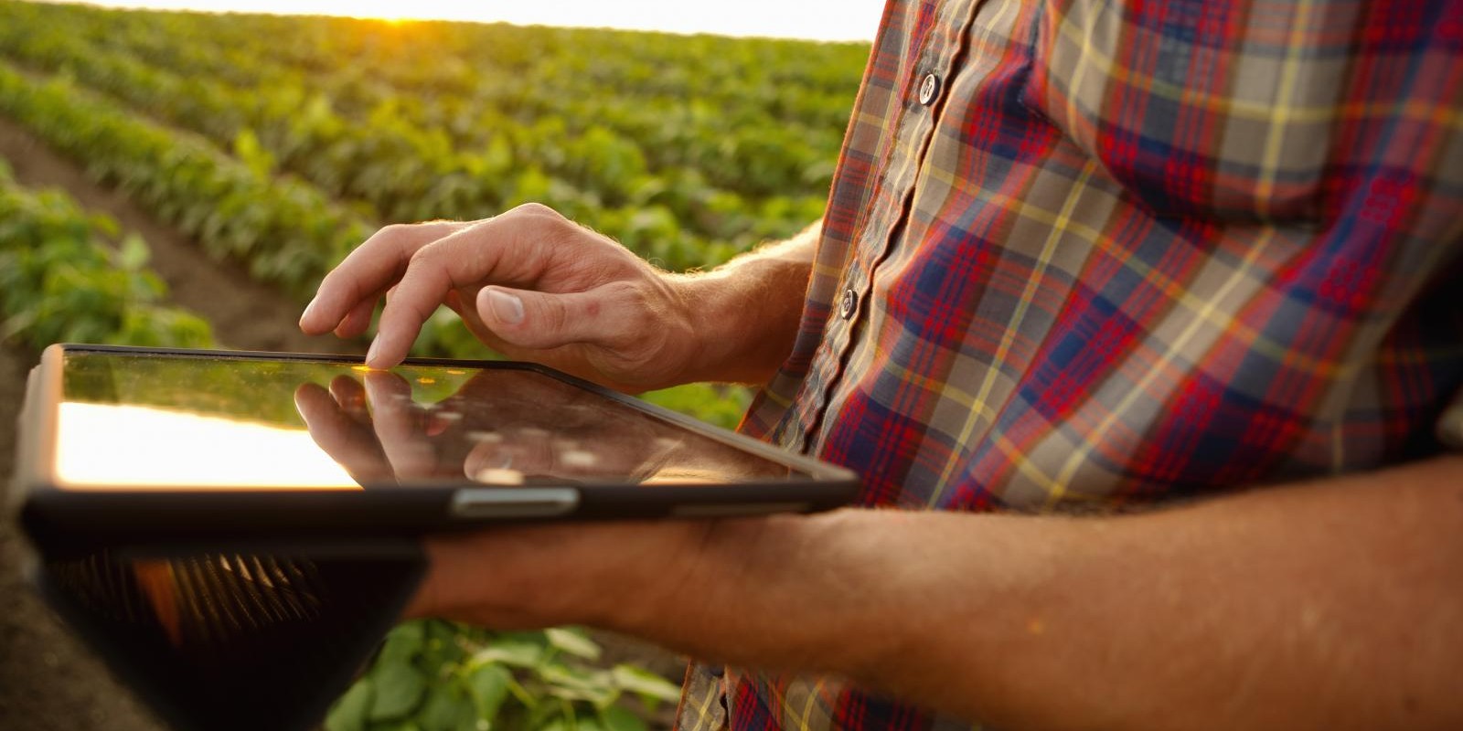 Receituário agronômico já é liberado via internet