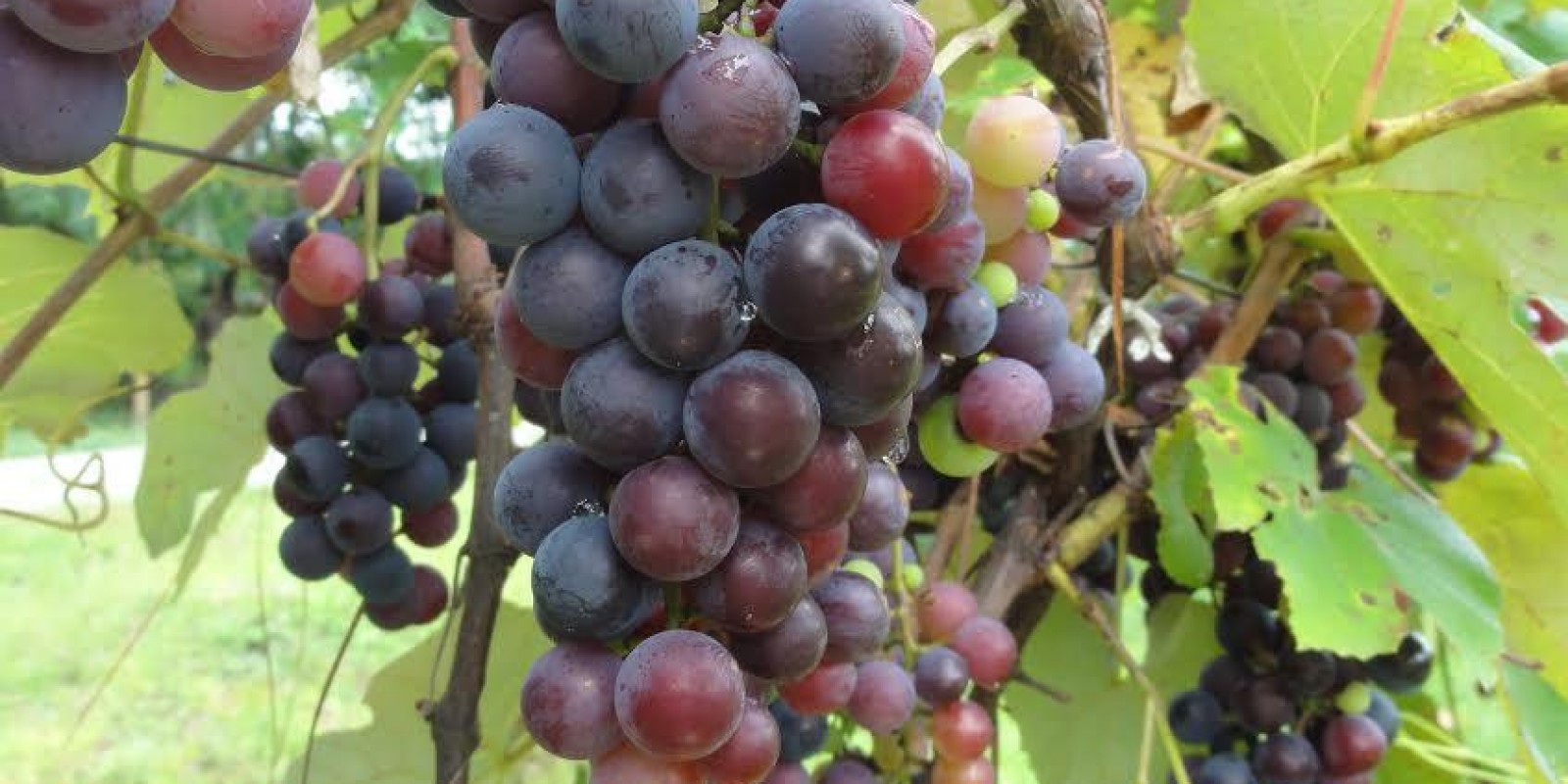 Vinhos premiados em Londres têm tecnologia da Epamig