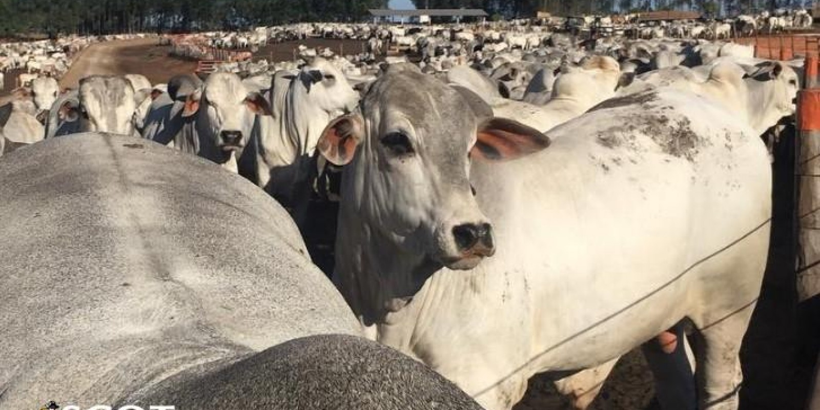 Ritmo lento na abertura do mercado do boi gordo em 2018