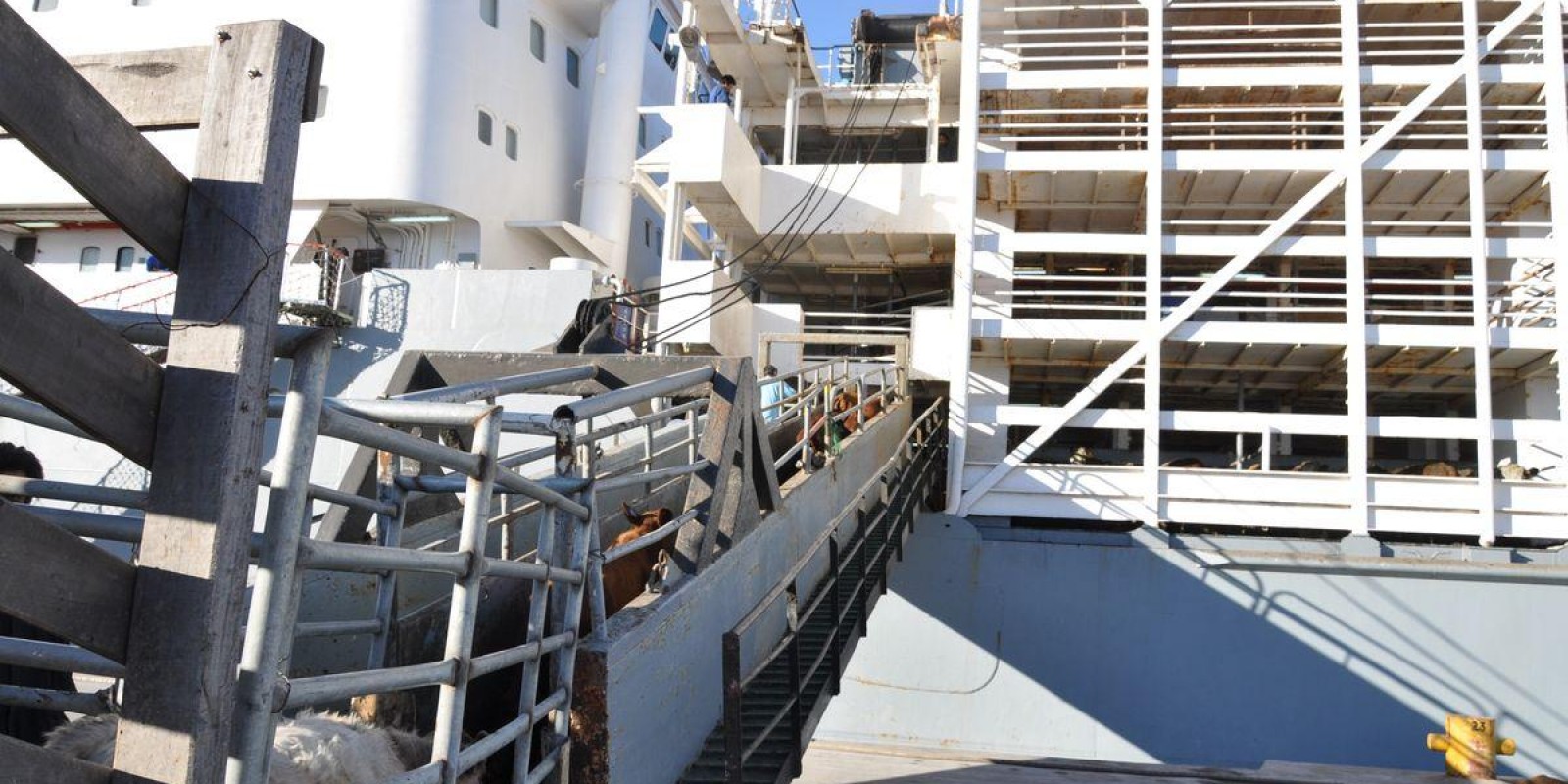 Deputado quer proibir gado vivo em navios no Estado de SP