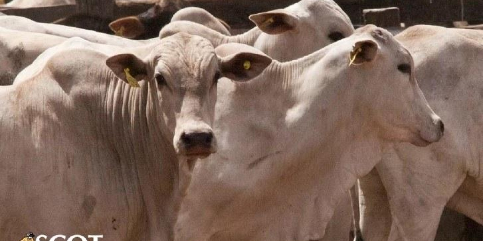 Mercado do boi gordo com lentidão e poucos negócios fechados