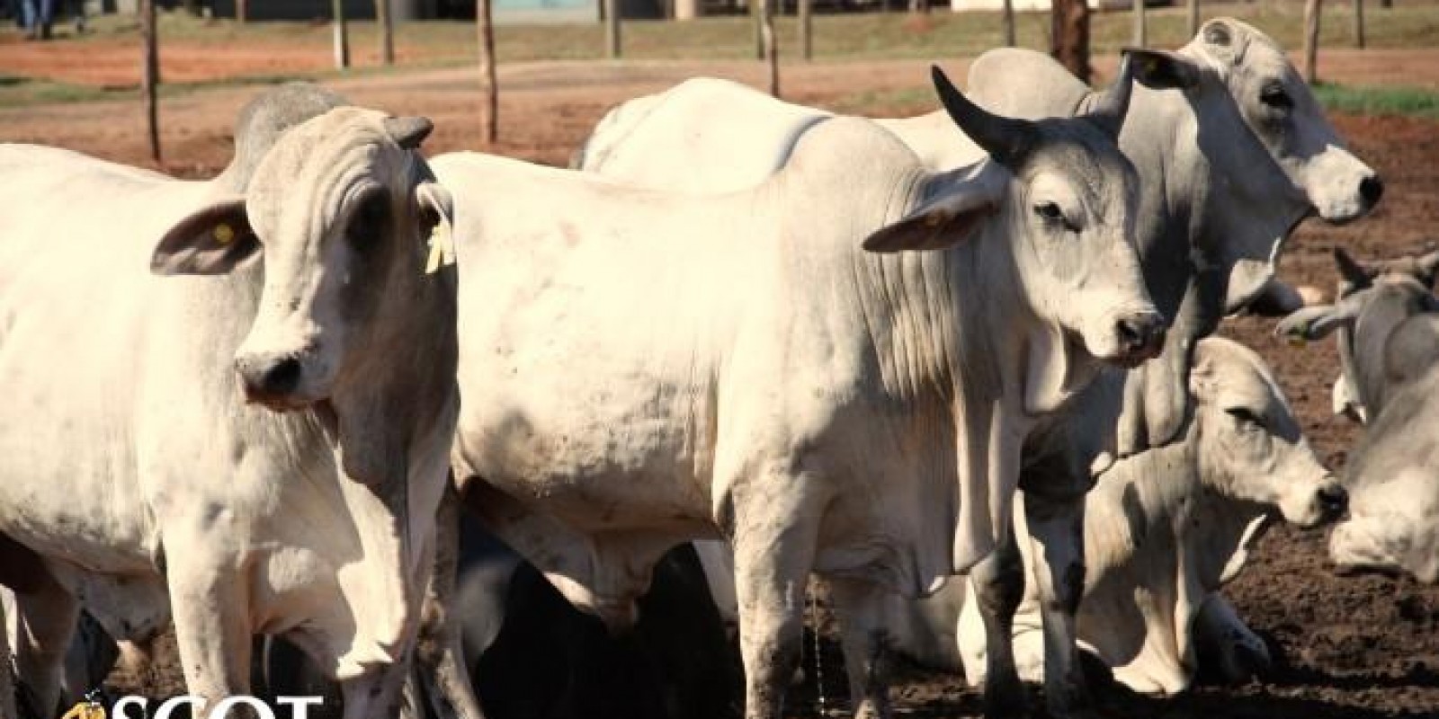 Atenção à demanda por carne bovina