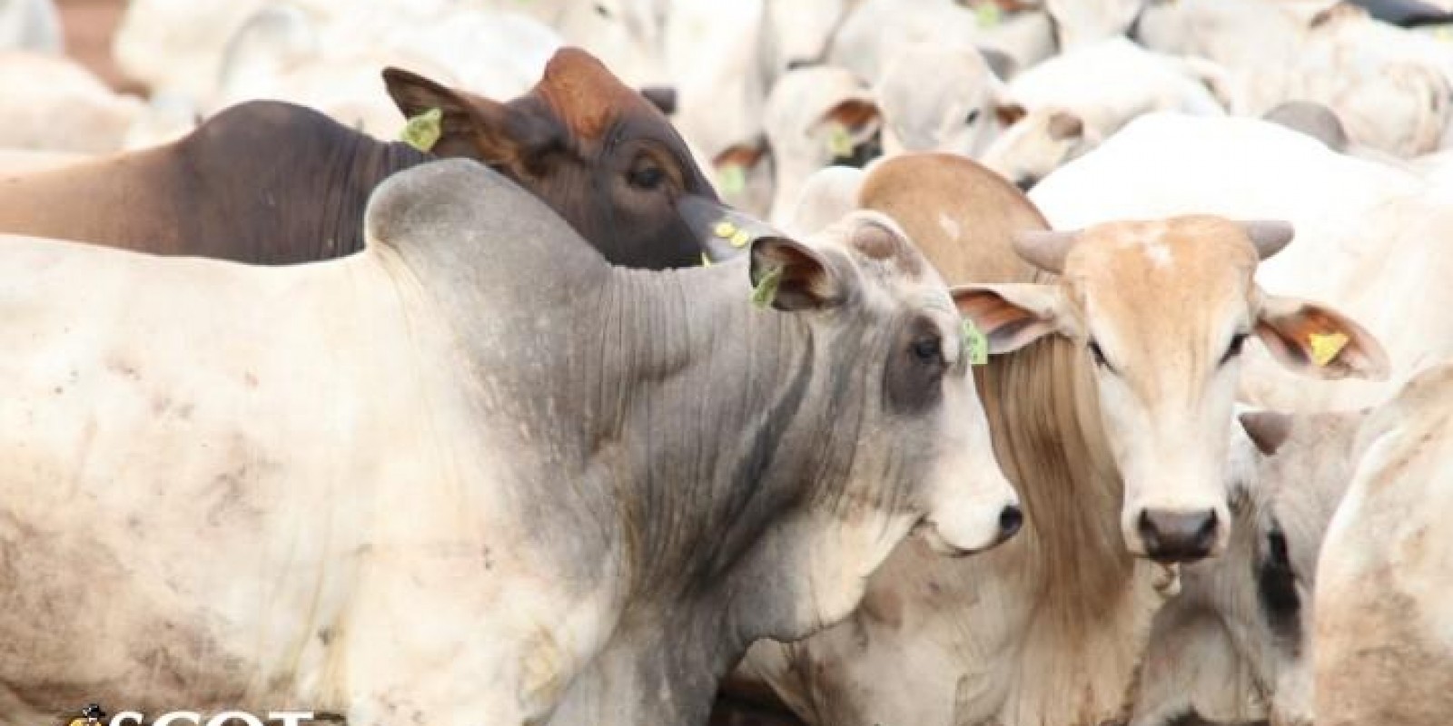 Pressão da baixa no mercado do boi gordo se dispersando