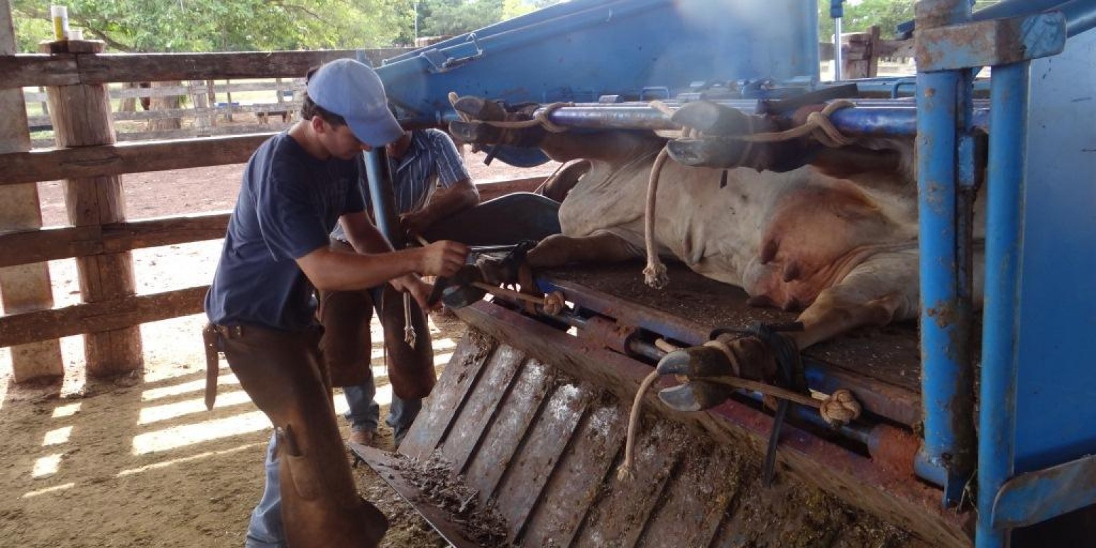 Tecnologia não substitui o bom manejo, afirma Temple Grandin