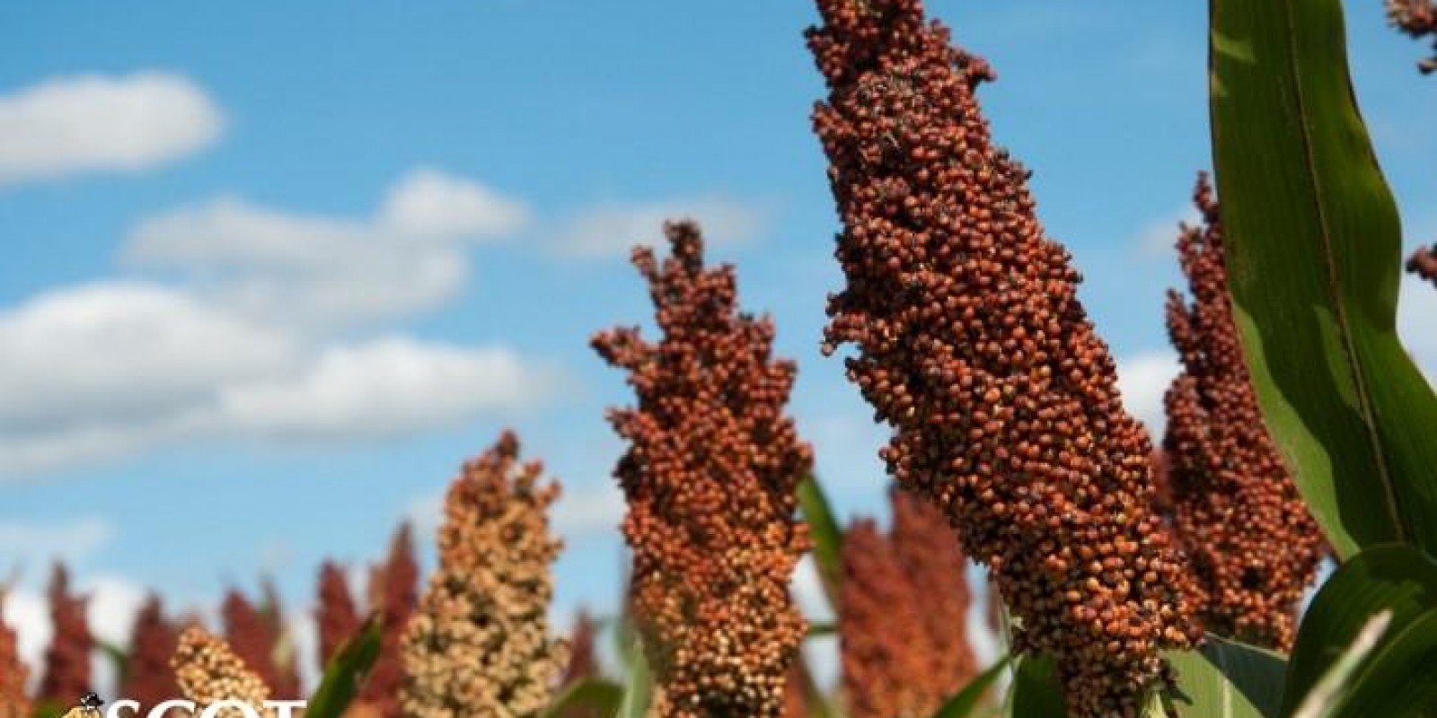 Cotações do sorgo subiram no embalo do milho