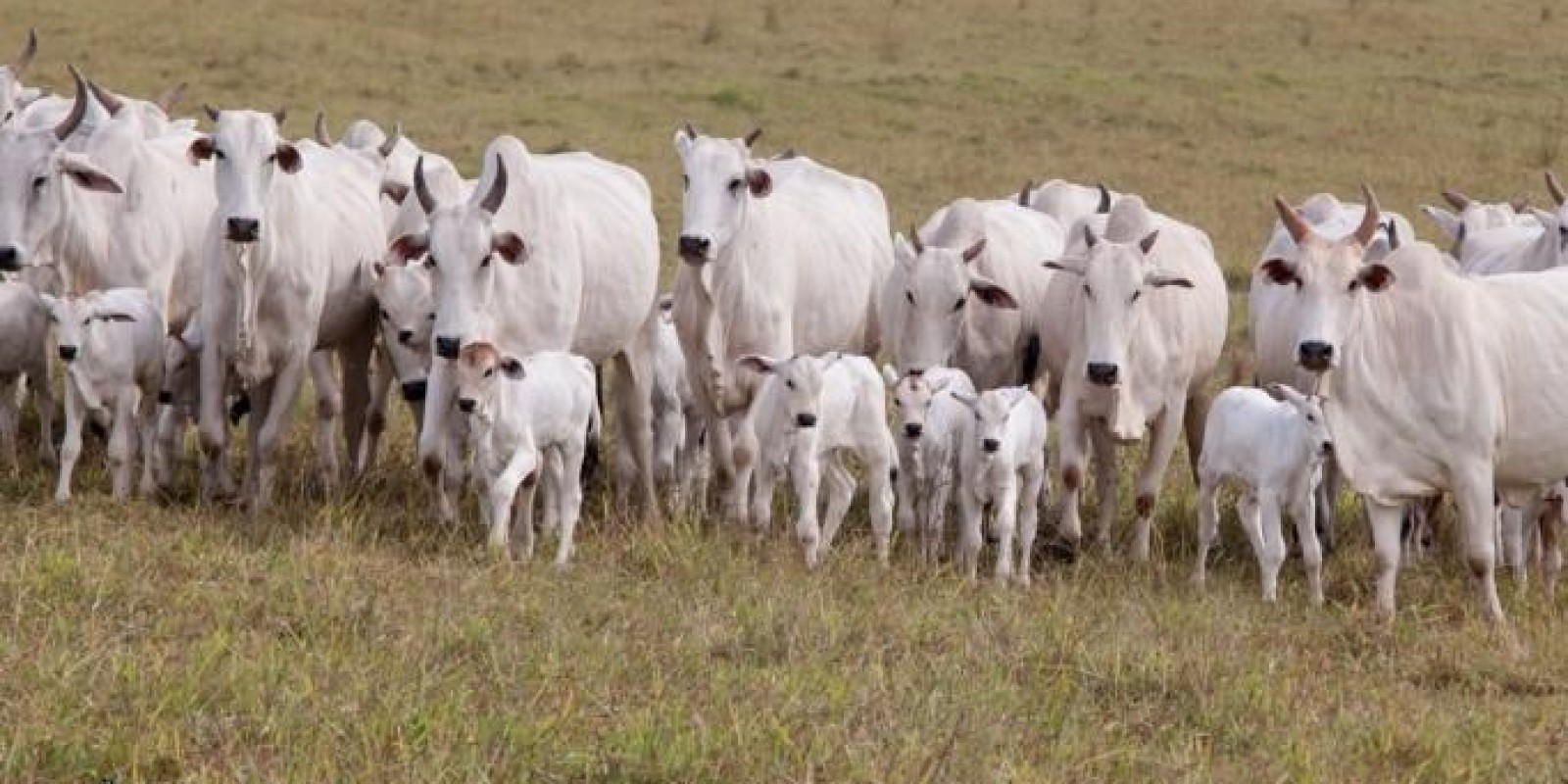 Mercado de reposição tem melhora na troca em Minas Gerais