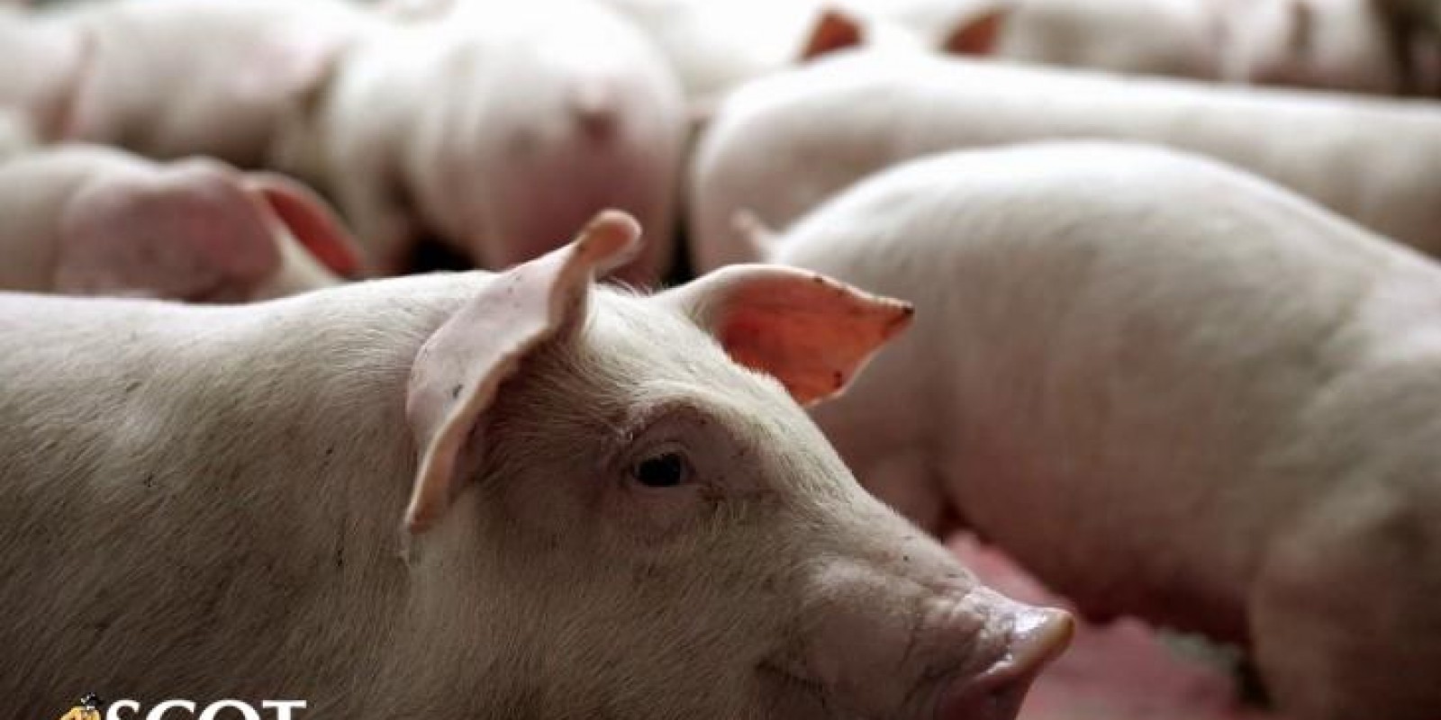 Mercado de suínos: melhora de preços no atacado