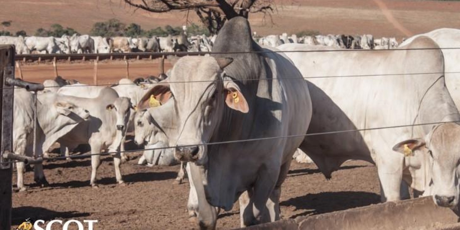 Lento escoamento da carne dita ritmo no mercado do boi gordo