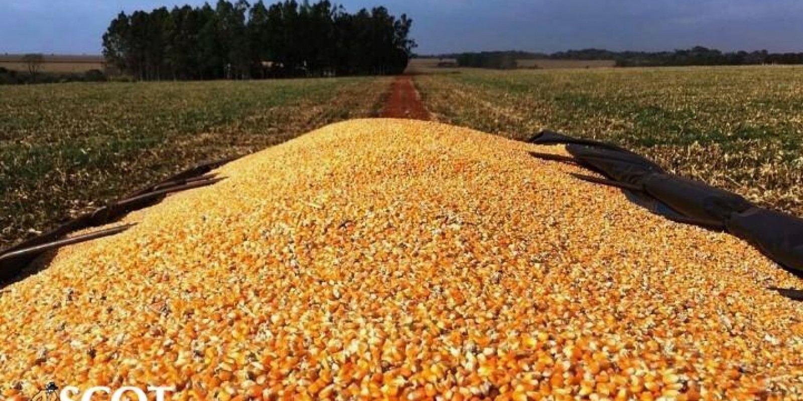 Preços mais frouxos do milho grão