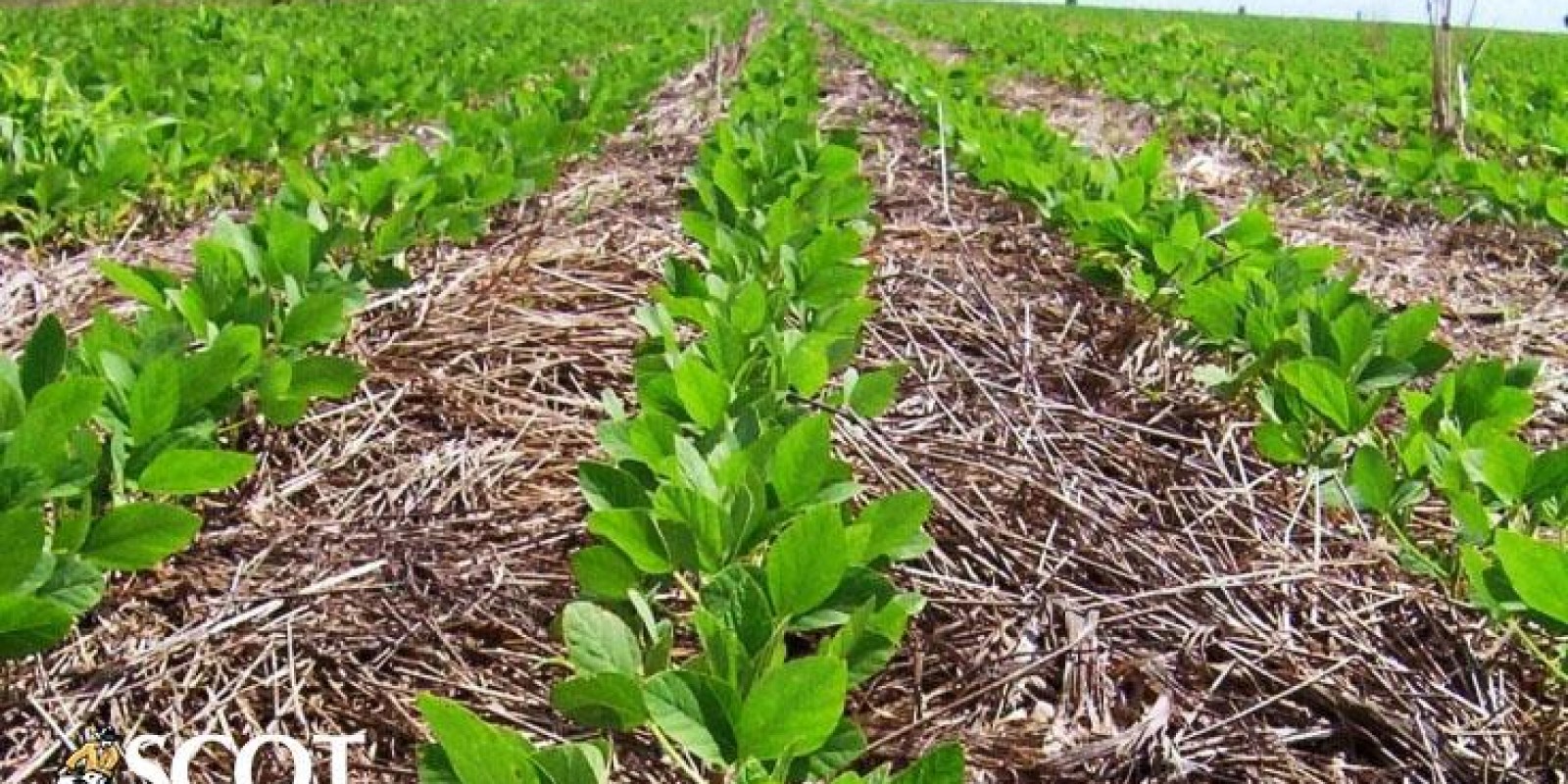 A evolução da agricultura com o plantio direto
