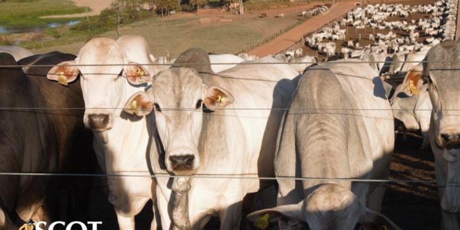 Melhor margem para os frigoríficos dos últimos três meses