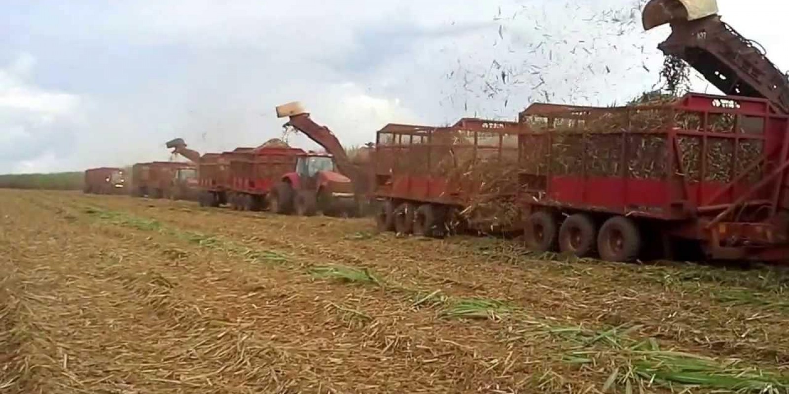 Novo perfil do agricultor paulista