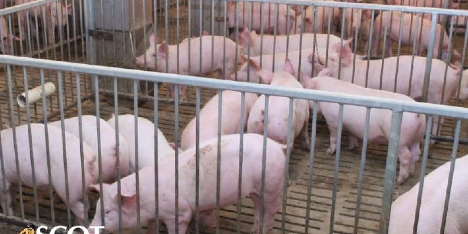Expectativa de melhora da demanda no mercado de suínos