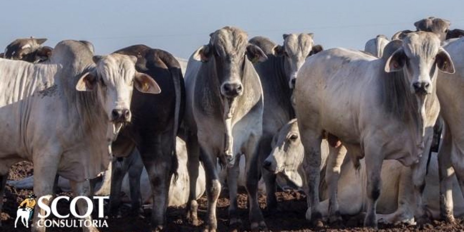 Mercado do boi gordo inicia a semana sem direção
