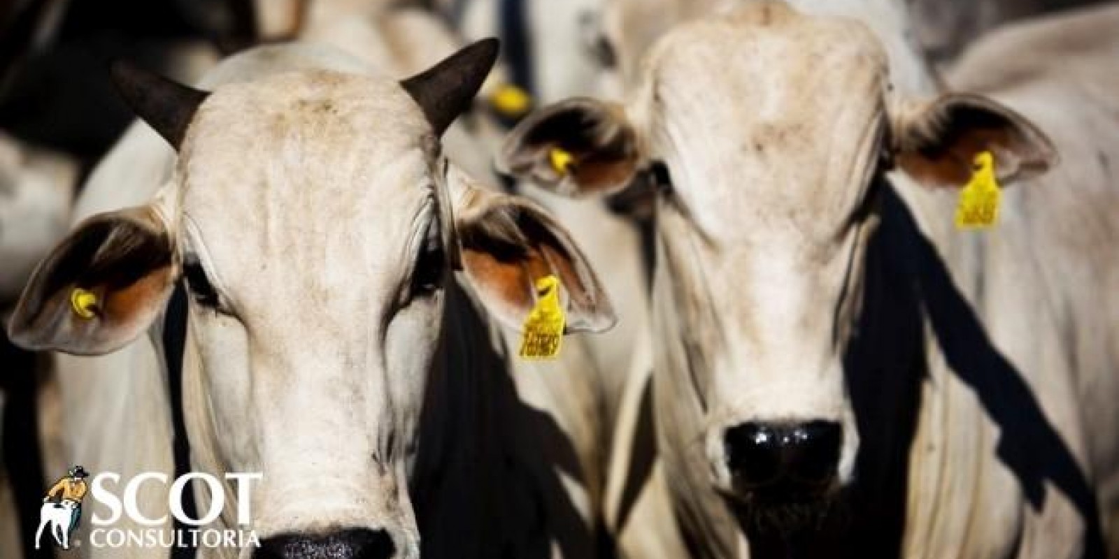 Mercado do boi gordo firme na última semana de junho