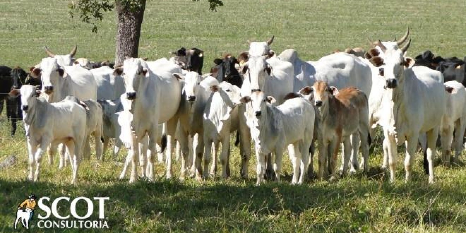 Ligeiro ajuste nos preços dos animais de reposição