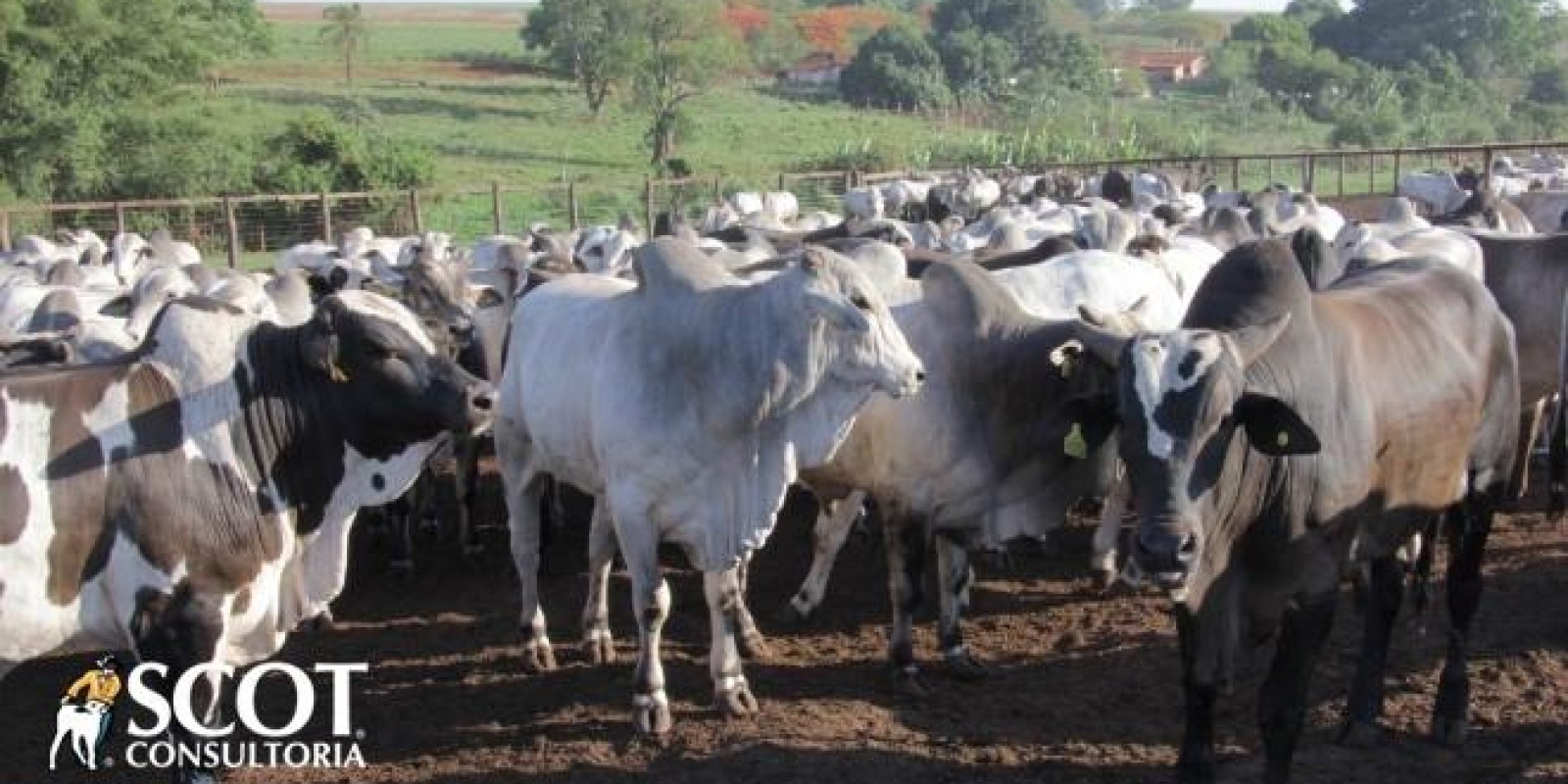 Boi gordo: vendas de carne continuam sendo o entrave