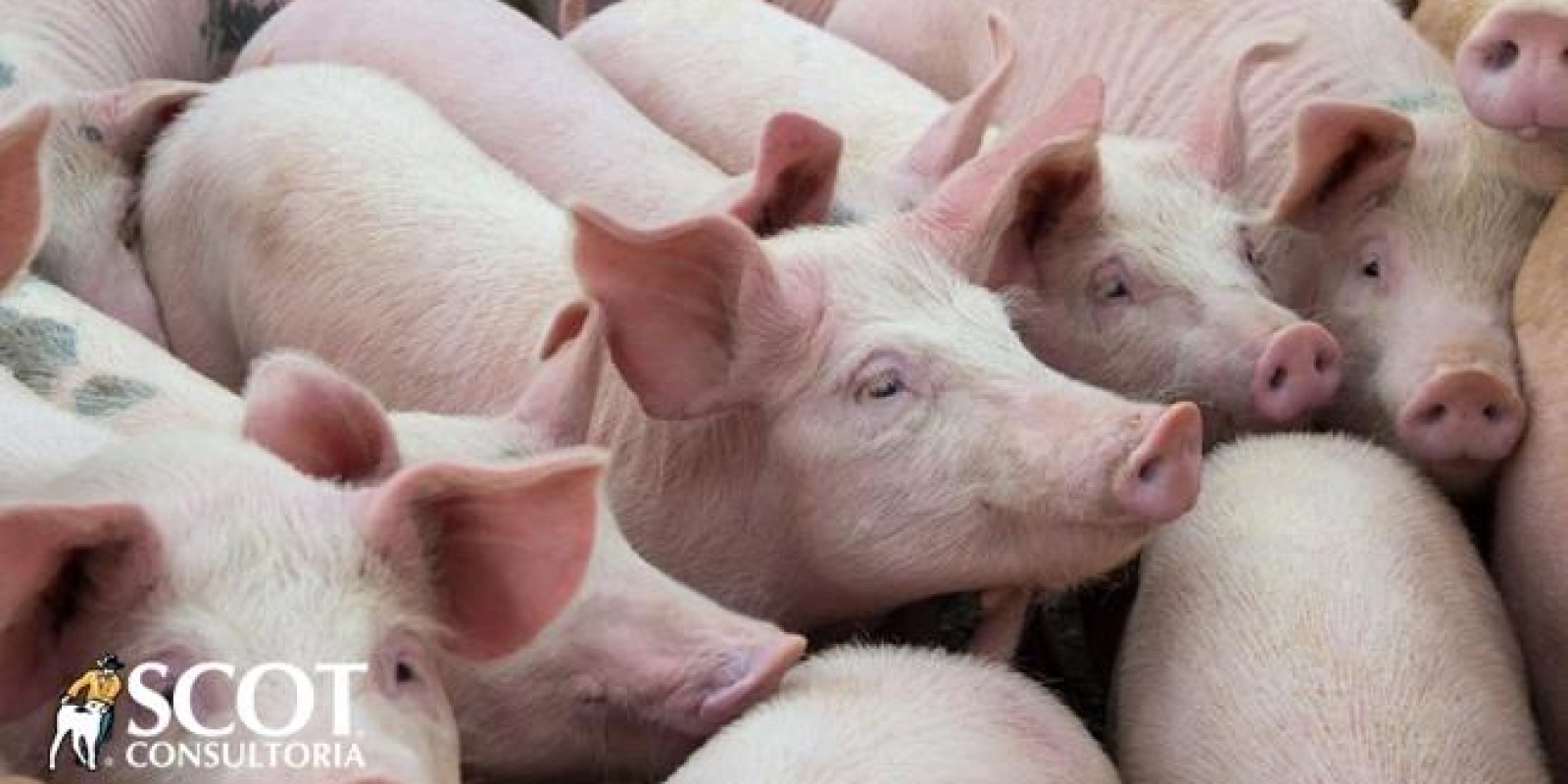 Fevereiro começa com preços em queda no mercado de suínos