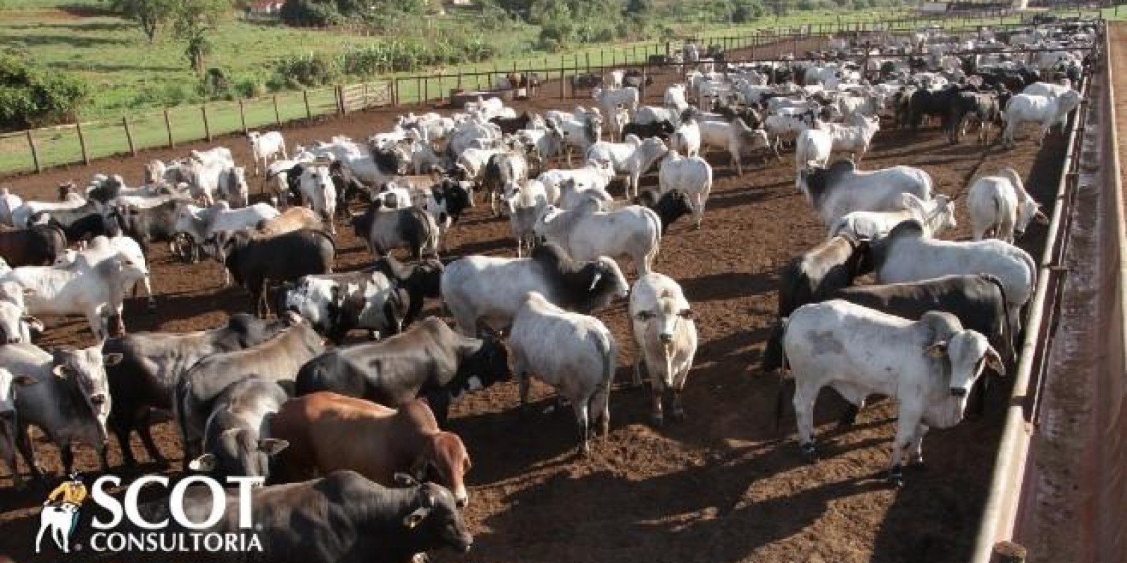 Alta nos preços do boi gordo e da carne bovina no atacado
