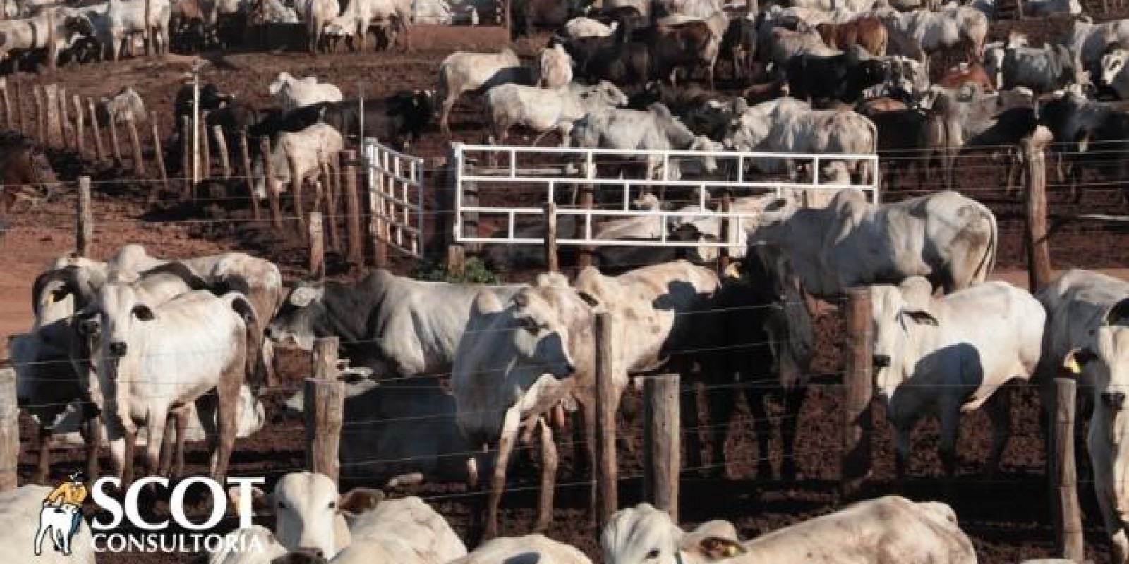 Boi gordo: embora calmo, o mercado está firme