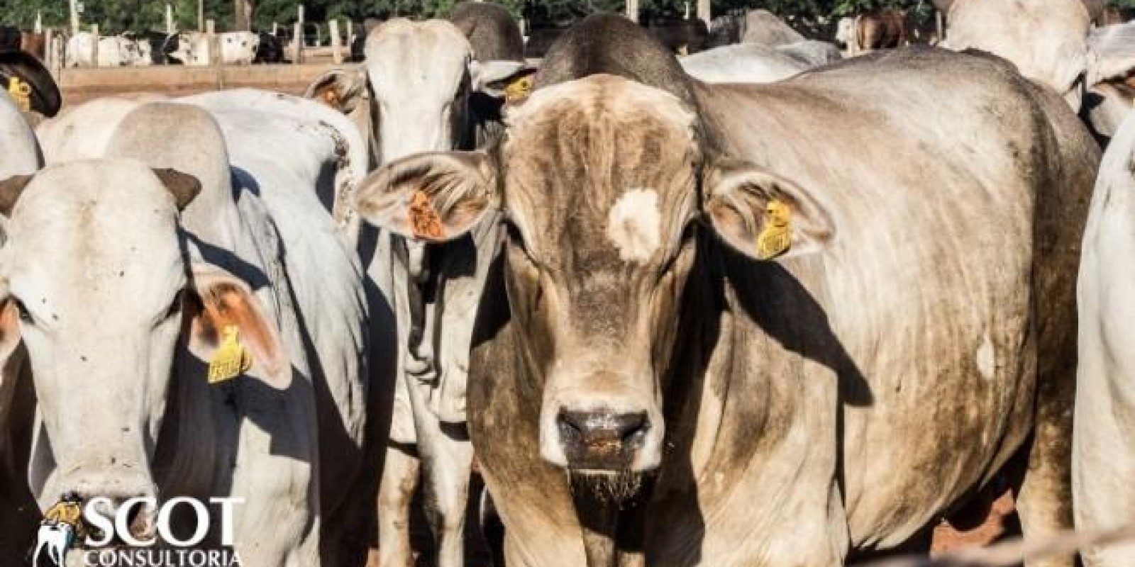 Mercado do boi gordo: dificuldade de compra em preços menores