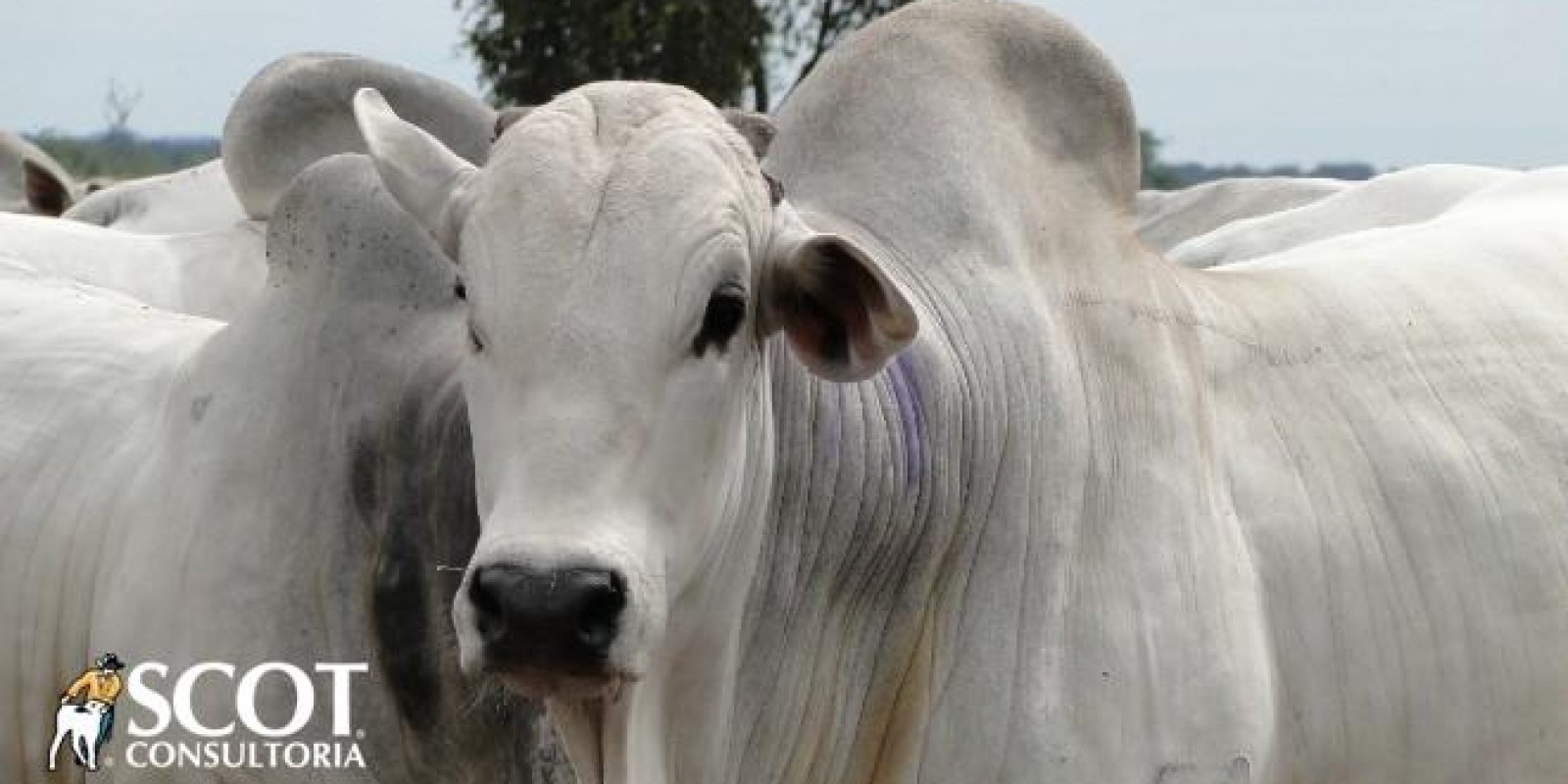 Semana terminou com mercado do boi gordo calmo, mas firme