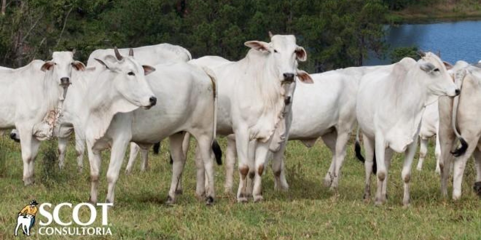Alta no preço da arroba da vaca gorda