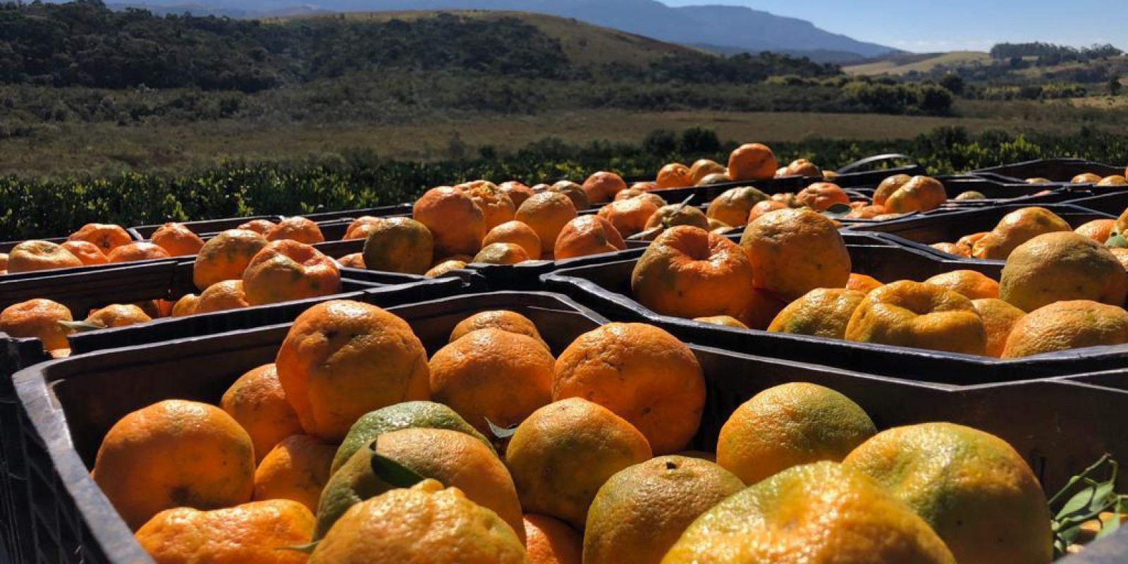 Epamig realiza o FrutSul Online