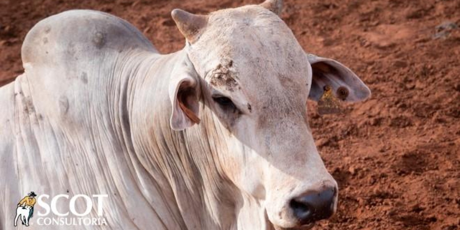 Boi gordo: mercado firme no fechamento de outubro