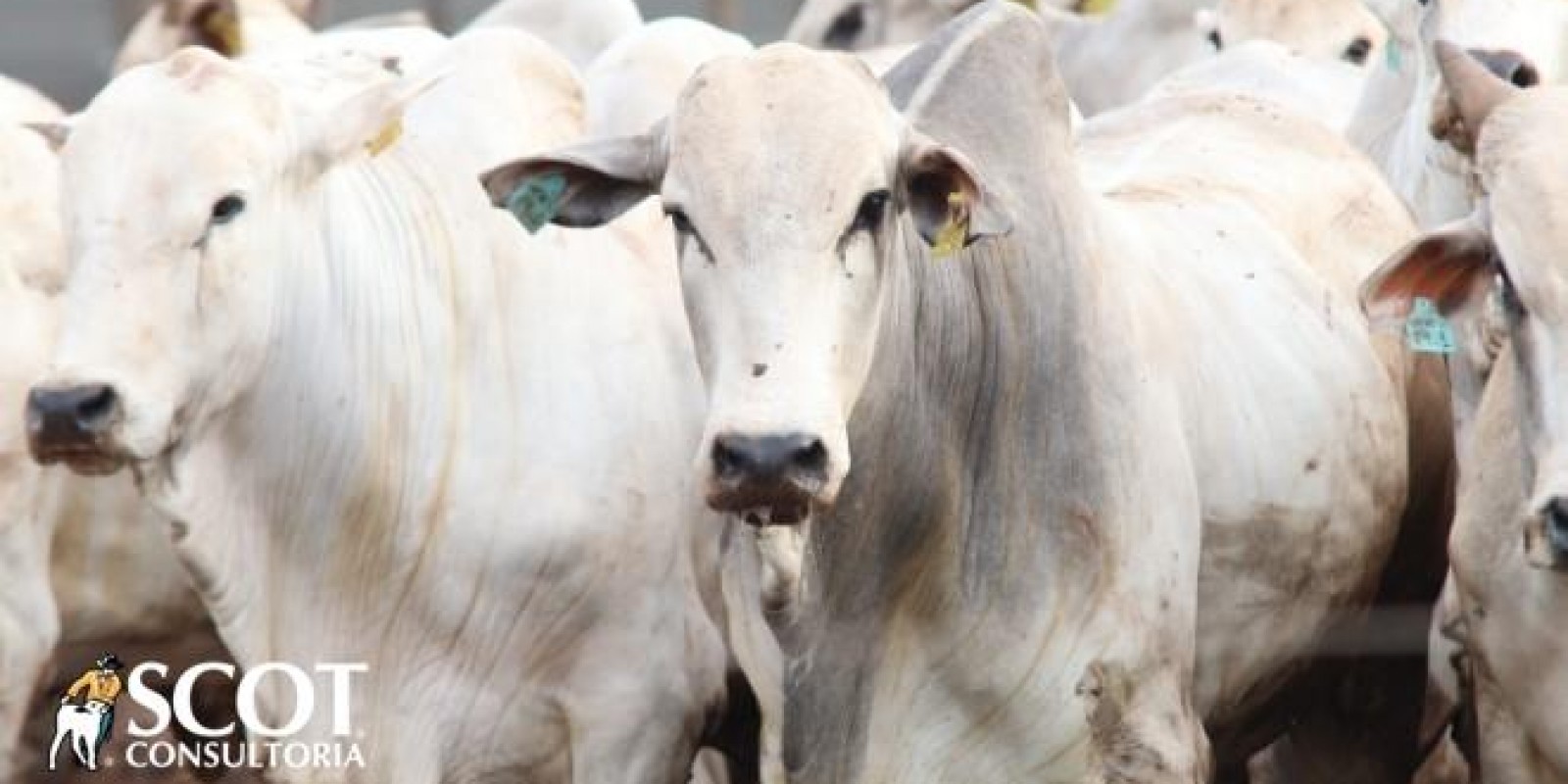 Clima de feriado e poucos negócios no mercado do boi gordo