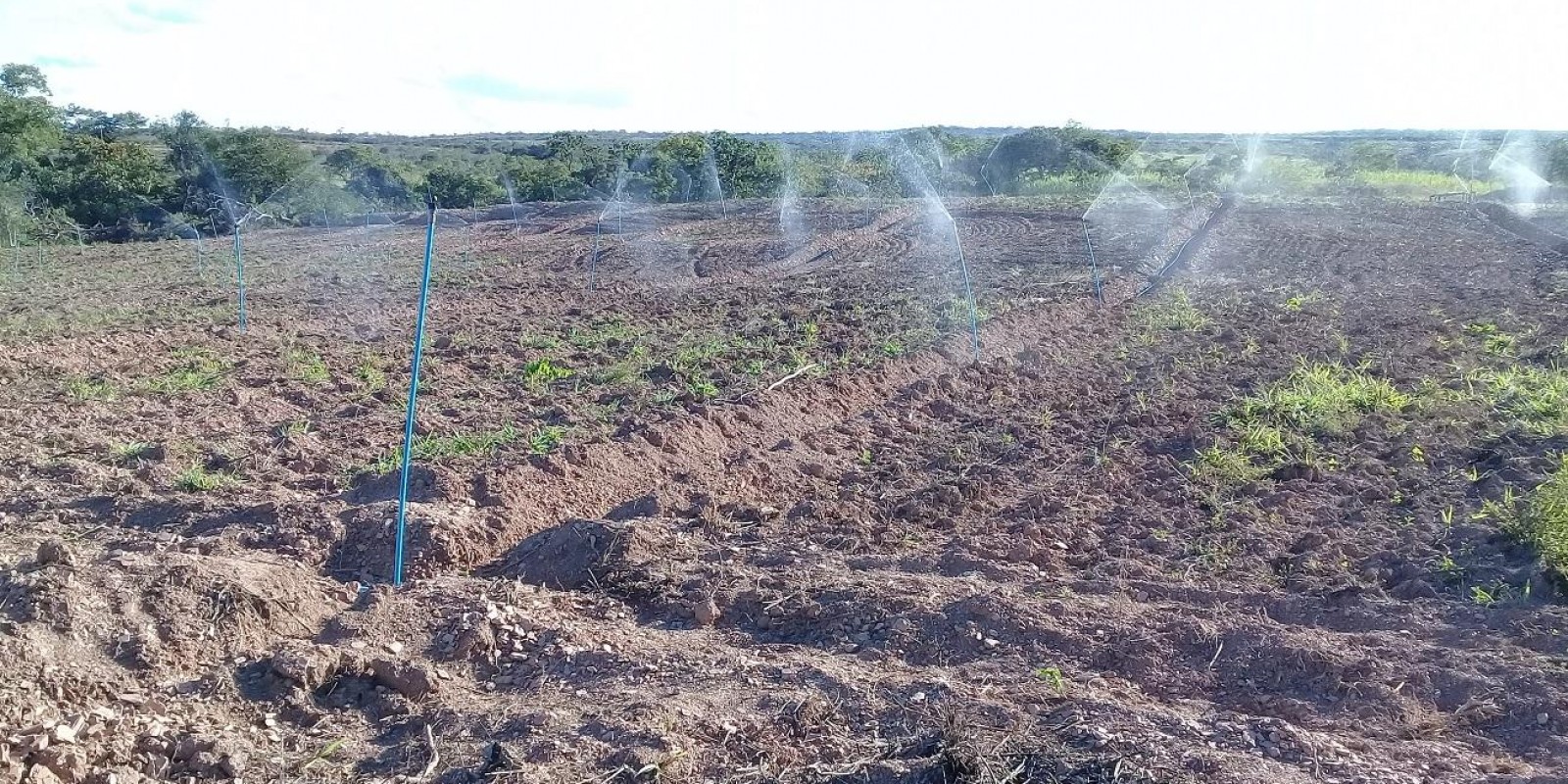 Incentivo à irrigação aumenta produtividade em Bonfinópolis de Minas