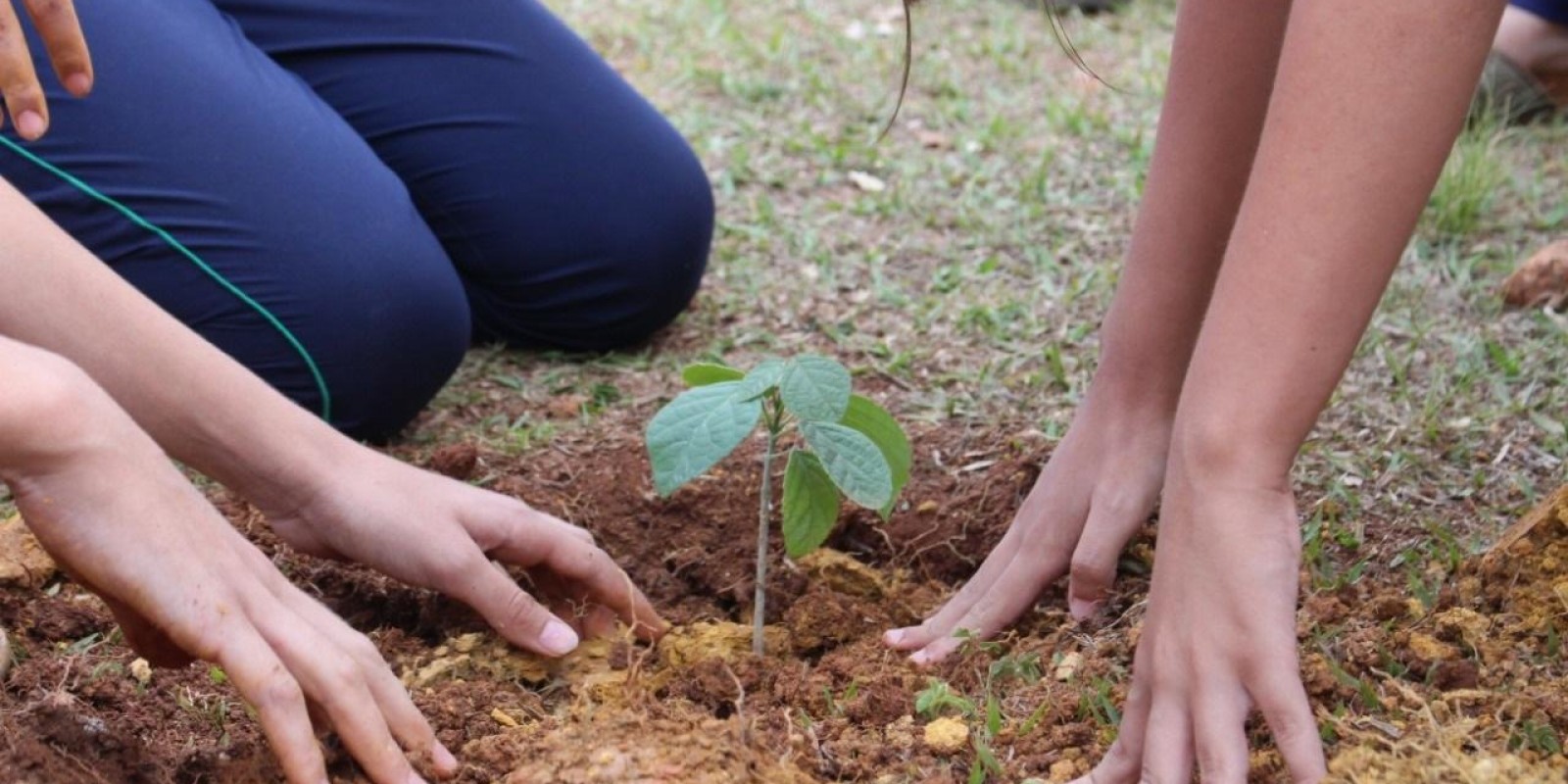 Projeto estimula o plantio de árvores e a preservação do Cerrado mineiro