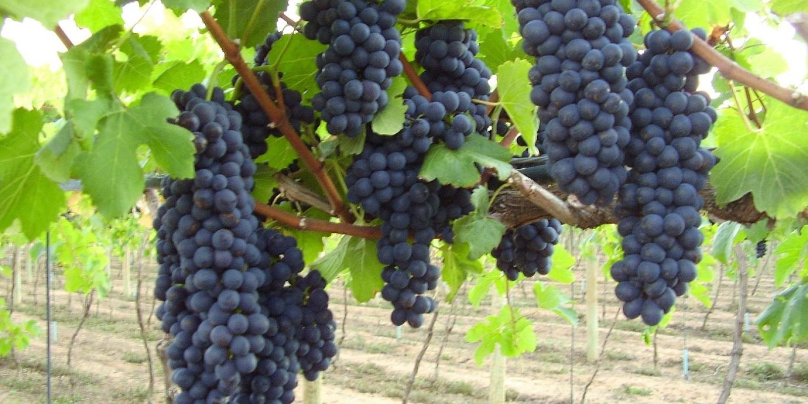 Epamig e Embrapa Instrumentação firmam parceria para projetos em vitivinicultura de precisão