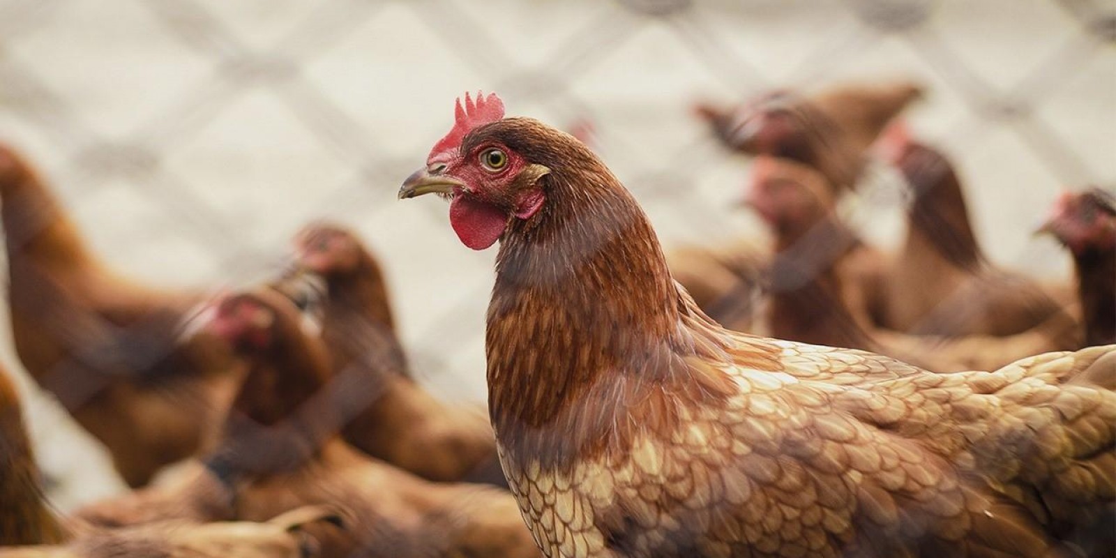 Minas movimenta 142,7 milhões de aves e ovos férteis em março