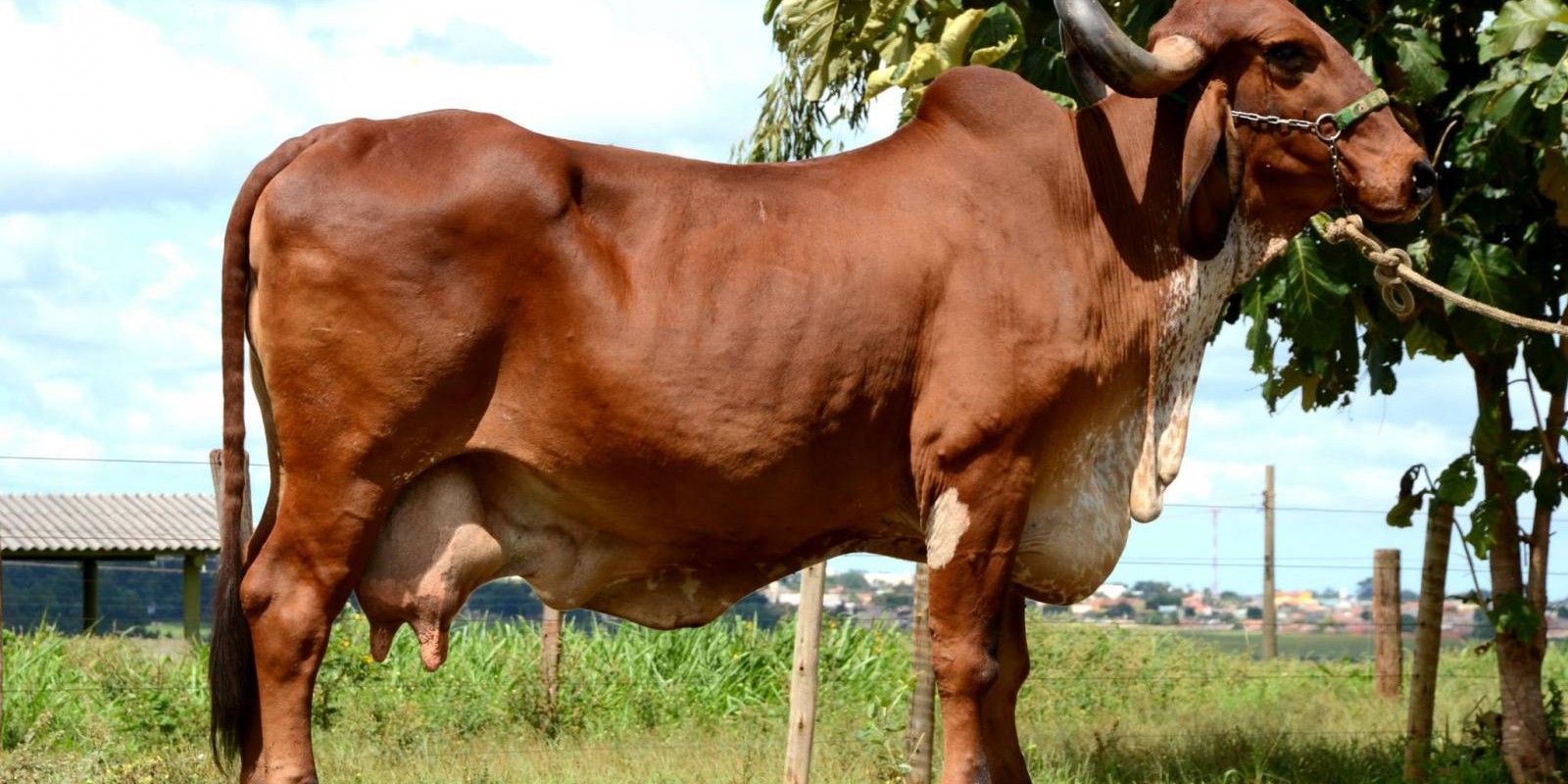 Governo de Minas participa da edição virtual da Expozebu