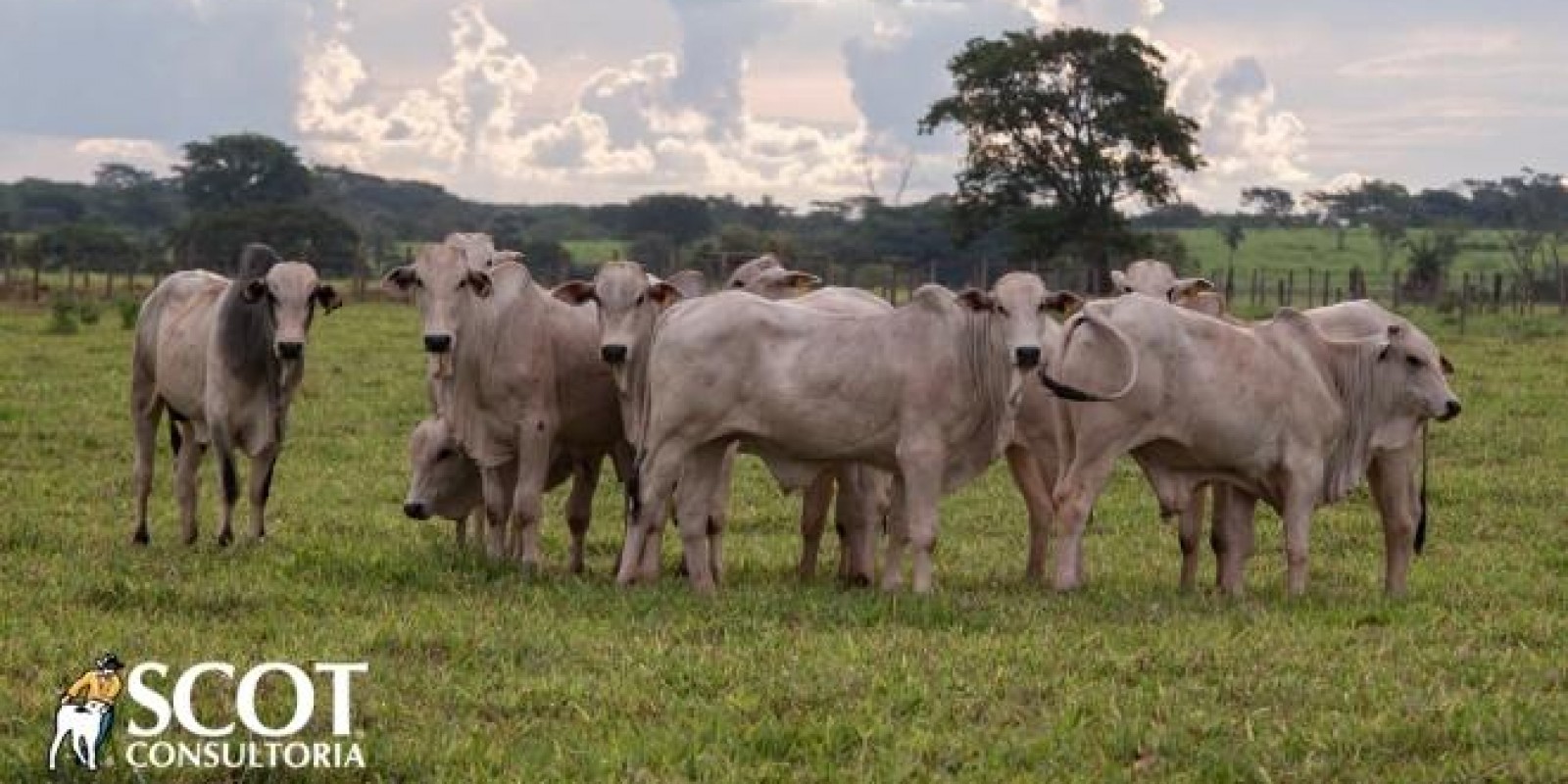 Queda na cotação da vaca gorda nas praças paulistas