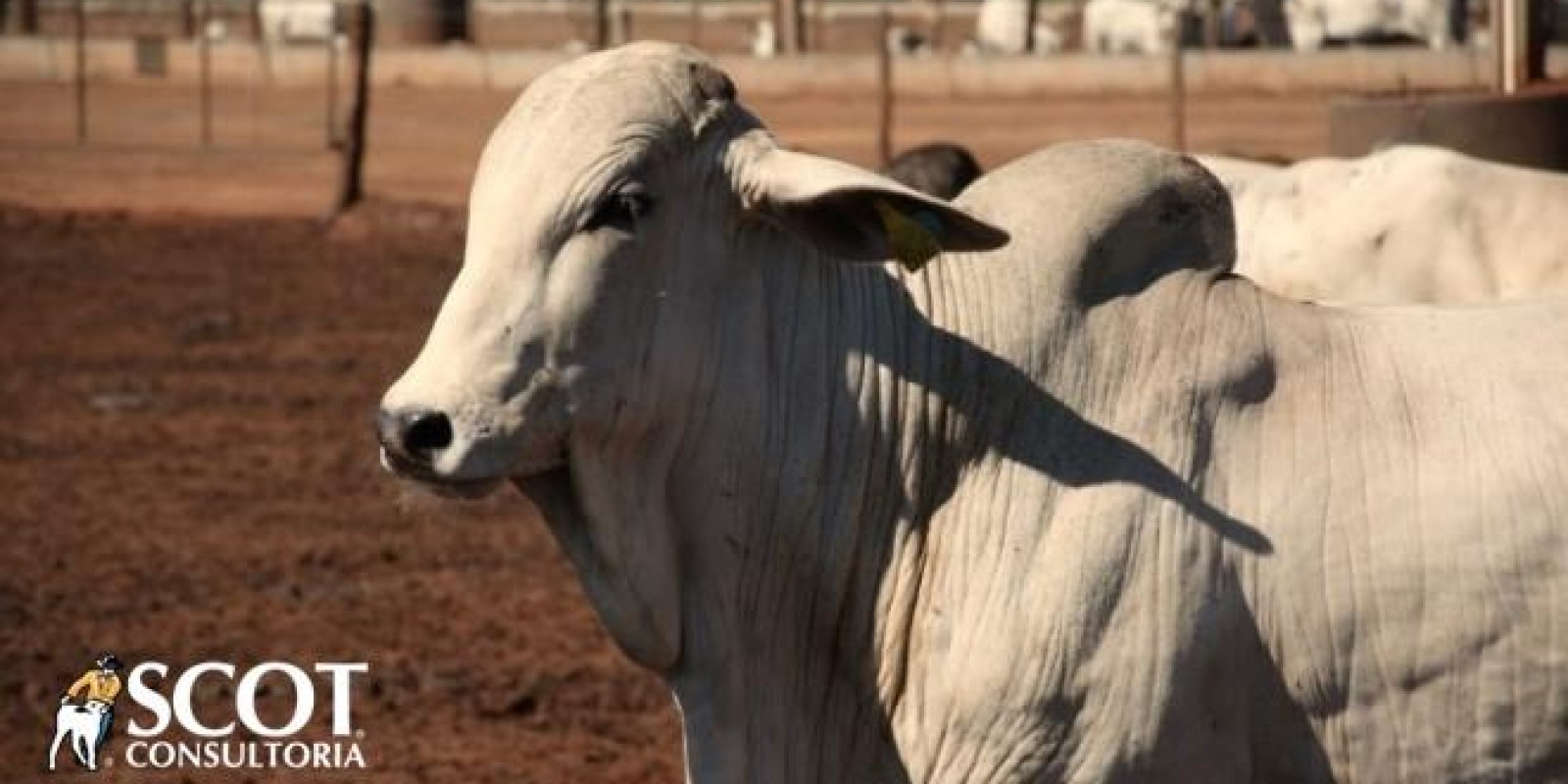 Boi gordo: estabilidade nas cotações nas praças paulistas