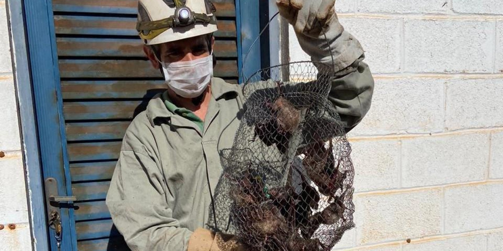 IMA realiza força-tarefa contra raiva animal em Minas