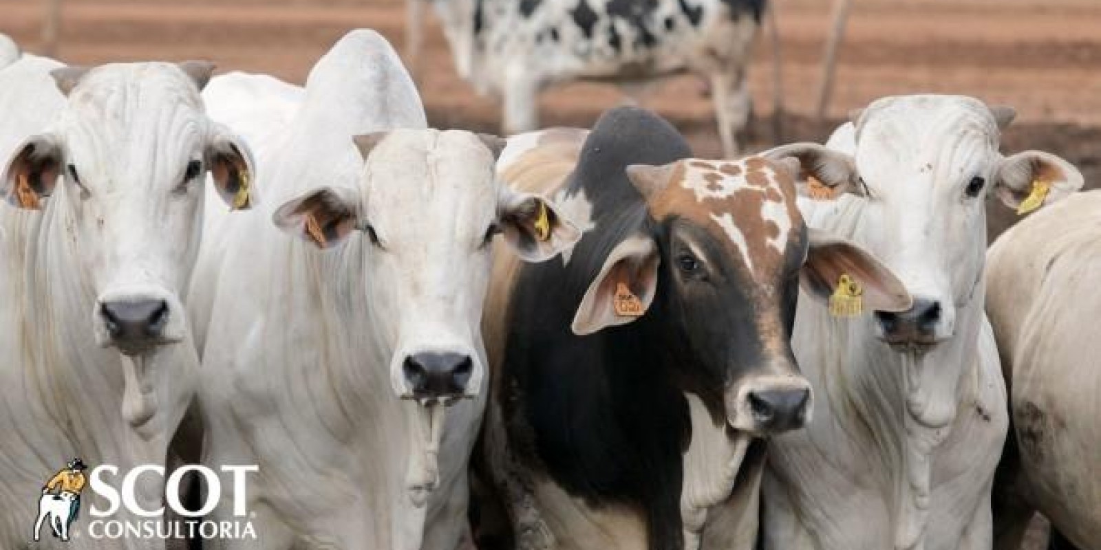 China libera a entrada da carne certificada antes de 4 de Setembro