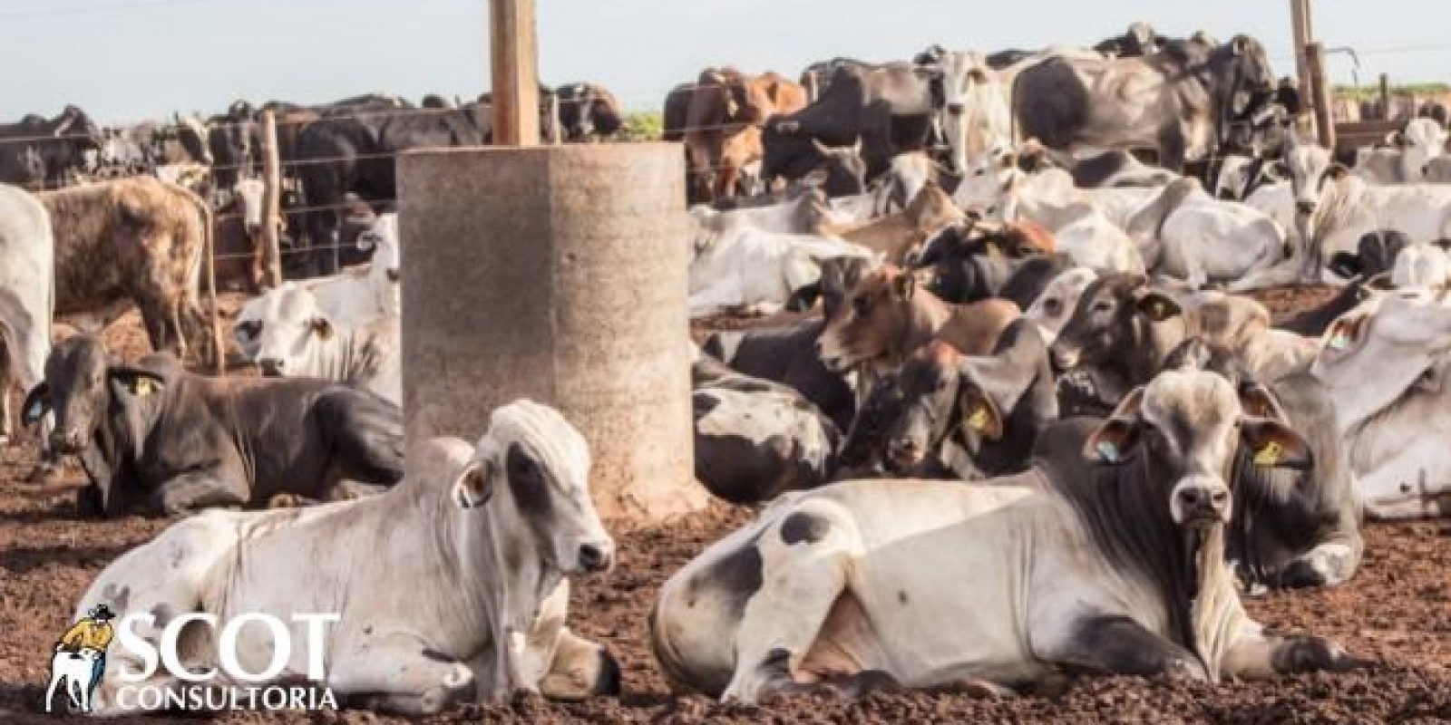 Mercado do boi gordo mais calmo nas praças paulistas