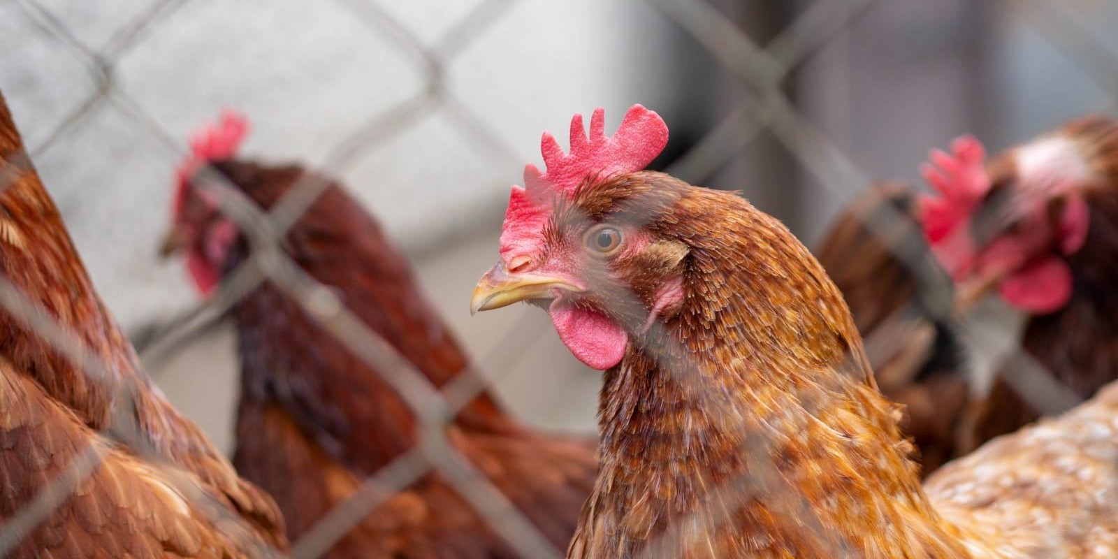 Granjas com até mil aves se destacam em biosseguridade