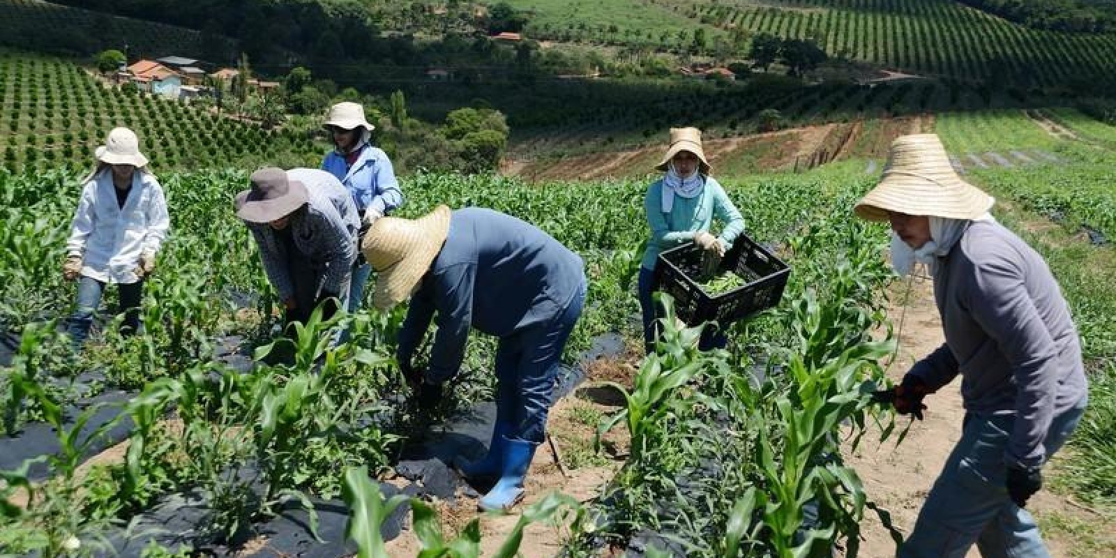 Crédito rural será tema de seminário promovido pela Emater-MG