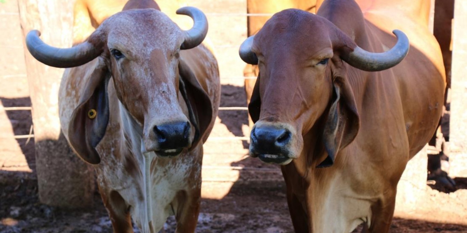 Touros com genética Epamig impulsionam produção leiteira