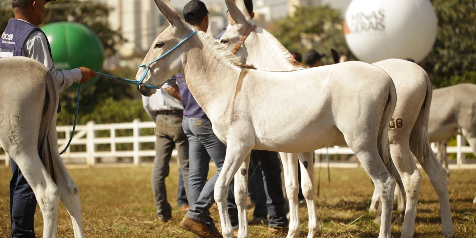 Jumento Pêga mostrará sua rusticidade e resistência na 57ª Exposição Estadual Agropecuária Jumento Pêga mostrará sua rusticidade e resistência na 57ª Exposição Estadual Agropecuária