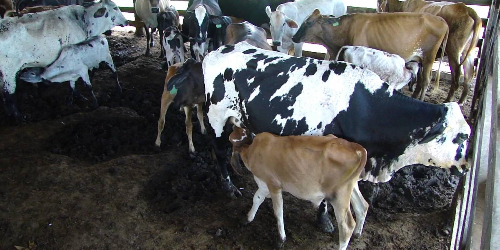 Produtores de leite atendidos pelo projeto Balde Cheio dobram produtividade
