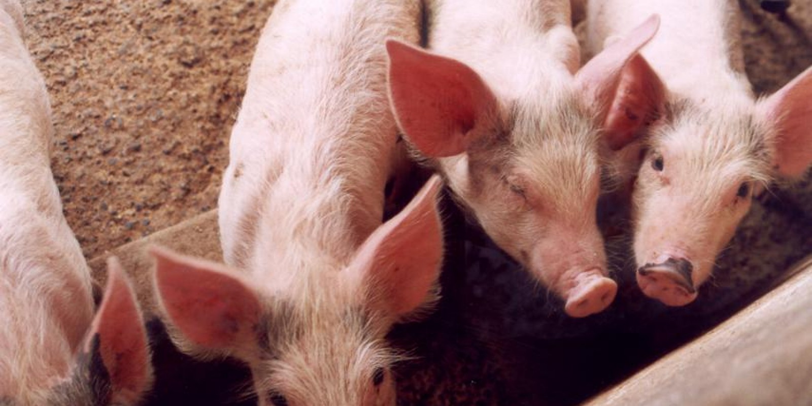 IMA certifica 27 granjas fornecedoras de suínos para reprodução no estado