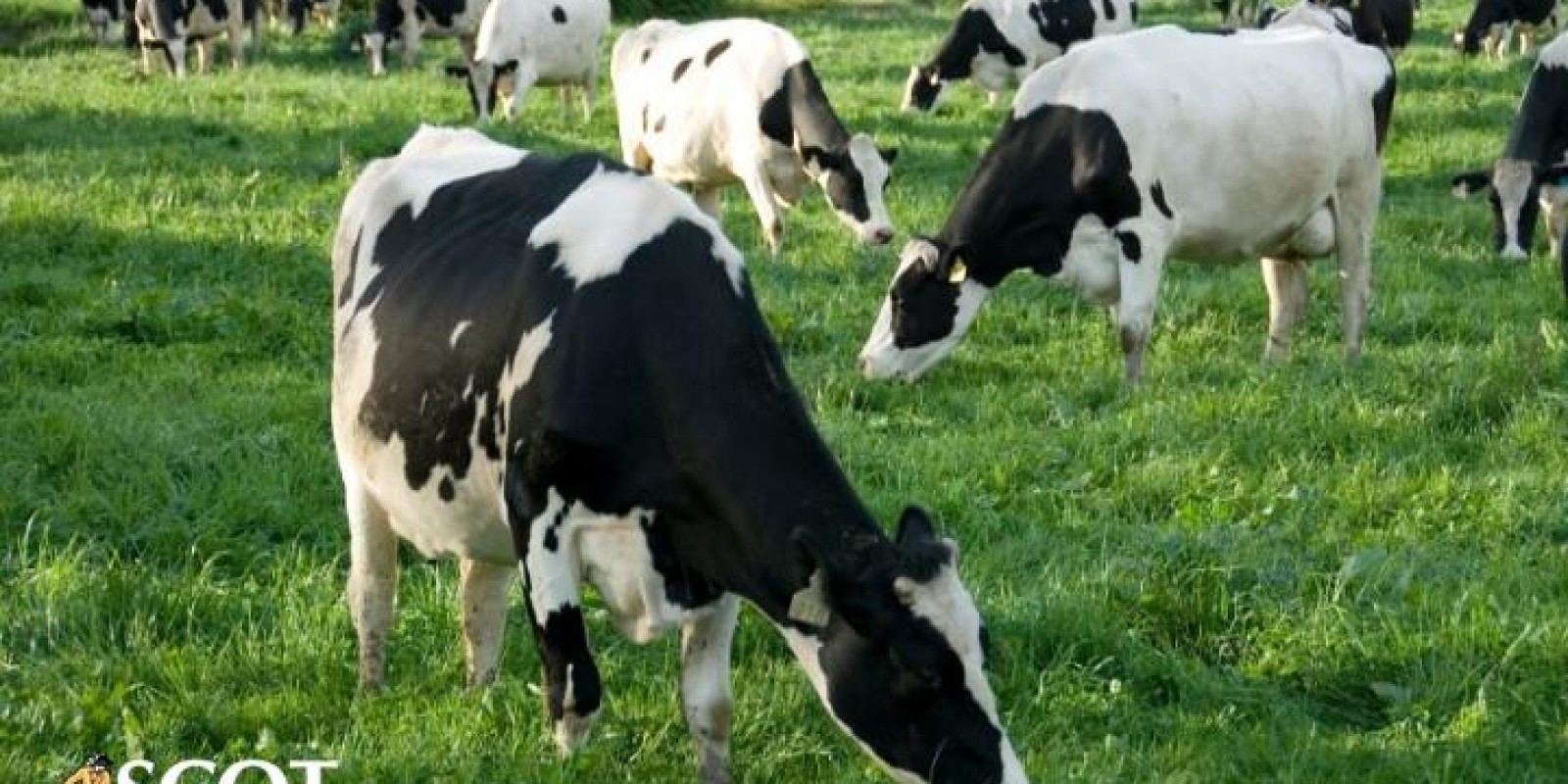 Mais uma queda nos custos de produção da atividade leiteira