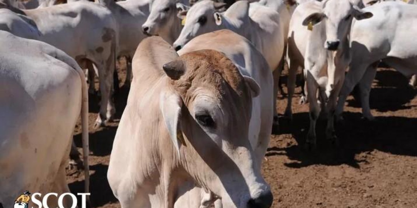 Preços dos animais de reposição caíram, em média, 6,7% desde o início do ano em Minas Gerais Preços dos animais de reposição caíram, em média, 6,7% desde o início do ano em Minas Gerais